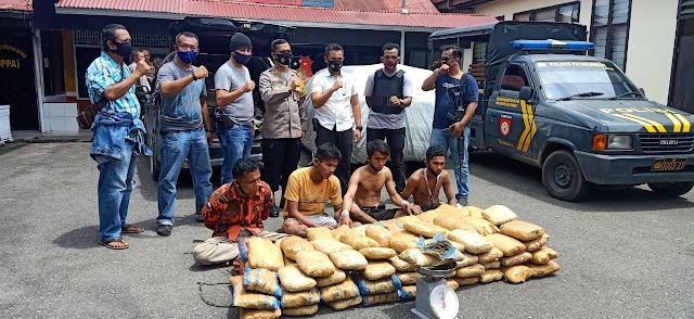  Polres Payakumbuh Berhasil Gagalkan Peredaran 100 Kg Ganja, 4 Pemuda Diamankan