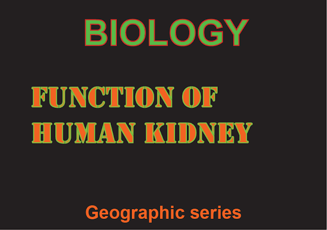 Function of Human Kidney