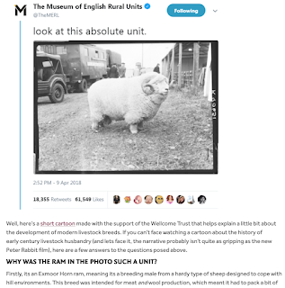 screenshot of a tweet about a chunky sheep in a vintage photo described as an absolute unit