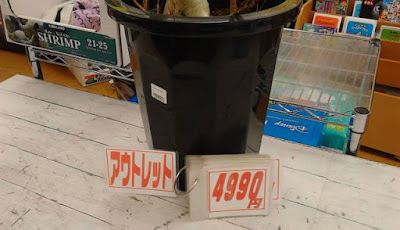 アウトレット　観葉植物　ベンガレンシス　４９９０円