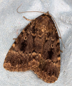 Copper Underwing, Amphipyra pyramidea.  A Noctuid.  Moth trap in Hayes on 25 August 2011.