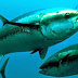 Bahaya Megonsumsi Ikan Tuna Setiap Hari