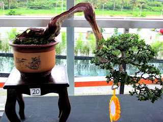 Bonsai, Mindanao, Desmodium, SM Lanang Premier, Kadayawan Festival, Home and Garden, Informal upright, Triple trunk, Cascading, Literati, Rock clasping, Slanting, Raft, One sided, Clump, Broom