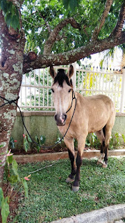 Animal é apreendido em via pública em Teresópolis