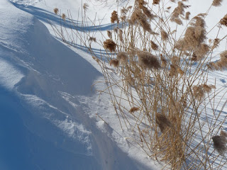 Roseau - Phragmite commun - Phragmites australis