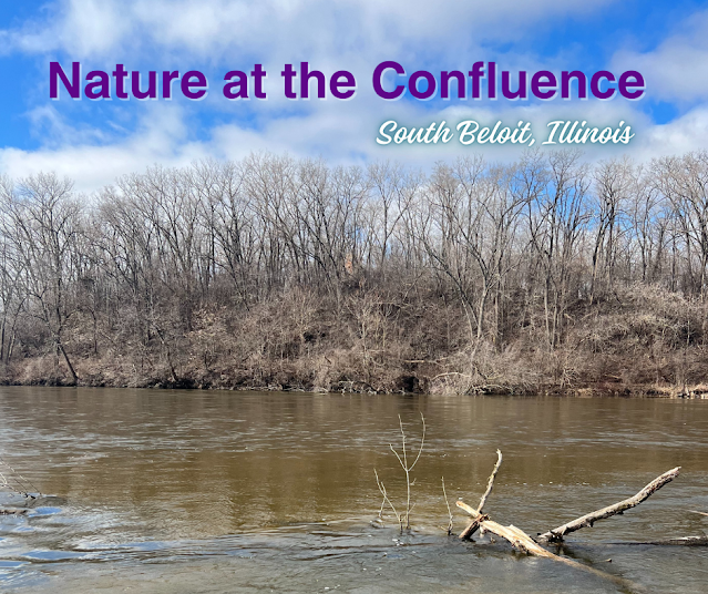 Conservation, Bald Eagles, and River Views at Nature at the Confluence in South Beloit, Illinois