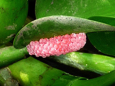 Apple Snail Eggs