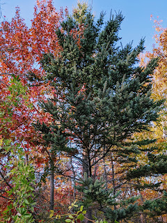 Maple And Conifer, Greenlink Trail, Cape Breton Island