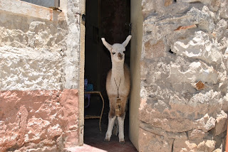 Bebe de Llama