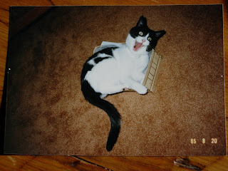 Crazy Black and White Cat Playing in Shoe Box