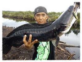  Gambar  Ikan Toman Dunia Binatang