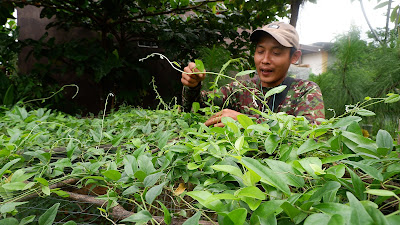 Cincau Clinic Berkolaborasi dengan Petani, Naikkan Pamor Minuman Tradisional