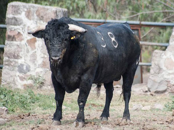 Foto: Plaza de Toros Cancún 