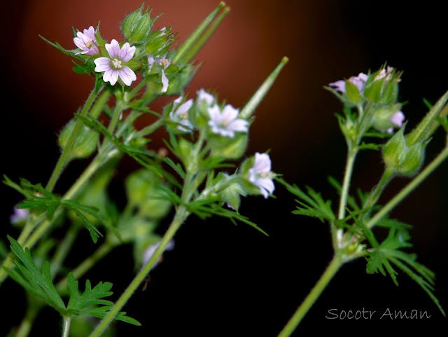 Geranium carolinianum