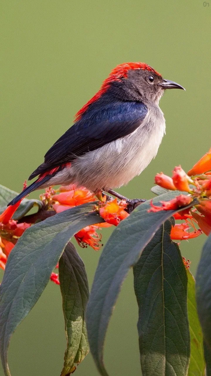 ভিবিন্ন প্রকার পাখির ছবি |পাখির ফটো ডাউনলোড