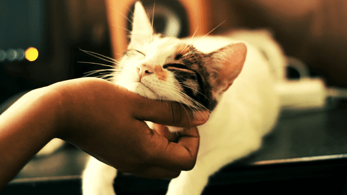 how kitty grows up,cat grow,grow,growth,grow up,grow cat grass,growing,drowing,how to grow catnip,begal cats grow up,cat grass growing,growing cat grass,growing up,let it grow,let it grow nyan cat,grow grass,how to grow cat grass,cat meowing,howpersiancatsgrow,cat,protect cats,eat,how,cat protects,grow your own cat grass,#hairgrower,#hairgrowth,when i grow up,grow cat grass with soil,protected cat,kitten growth,let it grow but