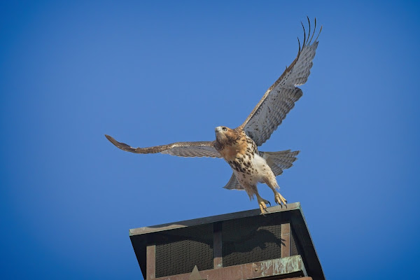 Tompkins Square Red-Tailed Hawk fledgling.