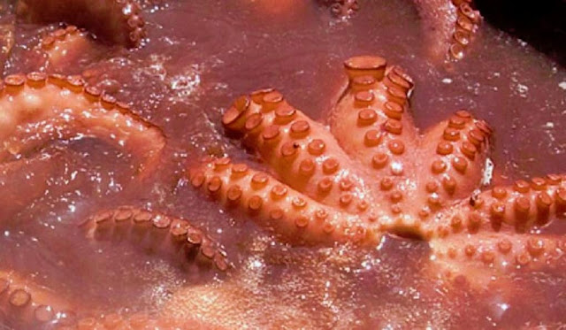 Pulpo cocido