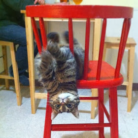 Funny cats - part 78 (35 pics + 10 gifs), cat pics, cat playing in chair