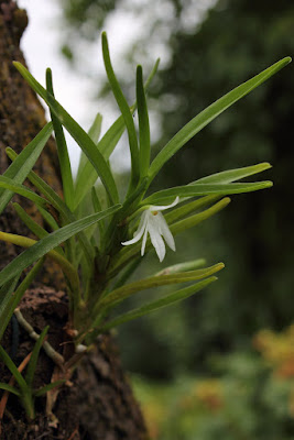 Jumellea anjouanensis orchid plant care and culture