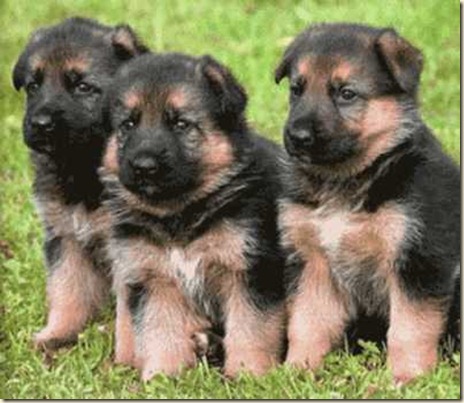 cachorros pastor