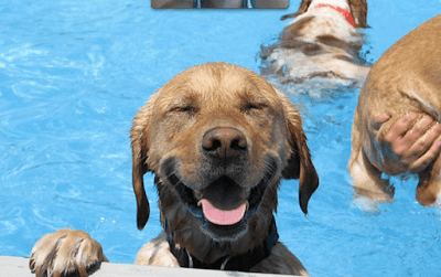 Conocé las ventajas de tener una piscina para tu mascota