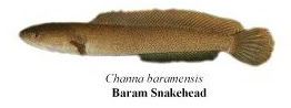 baram snakehead