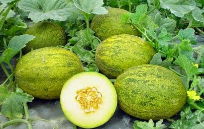  Gambar Buah Melon  Segar Aku Buah  Sehat