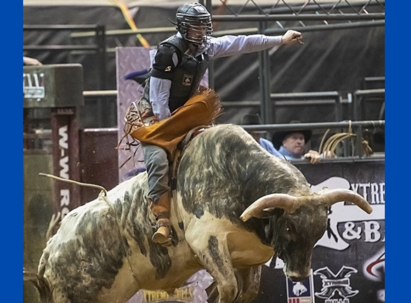 Festa do Peão de Cotia volta a ter montaria em touros e cavalos após 6 anos