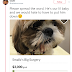 Twitter User Asked For  $3000 For The Surgery Of Her Dog