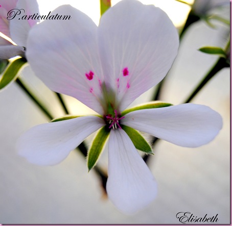 Pelargoner okt -10 013
