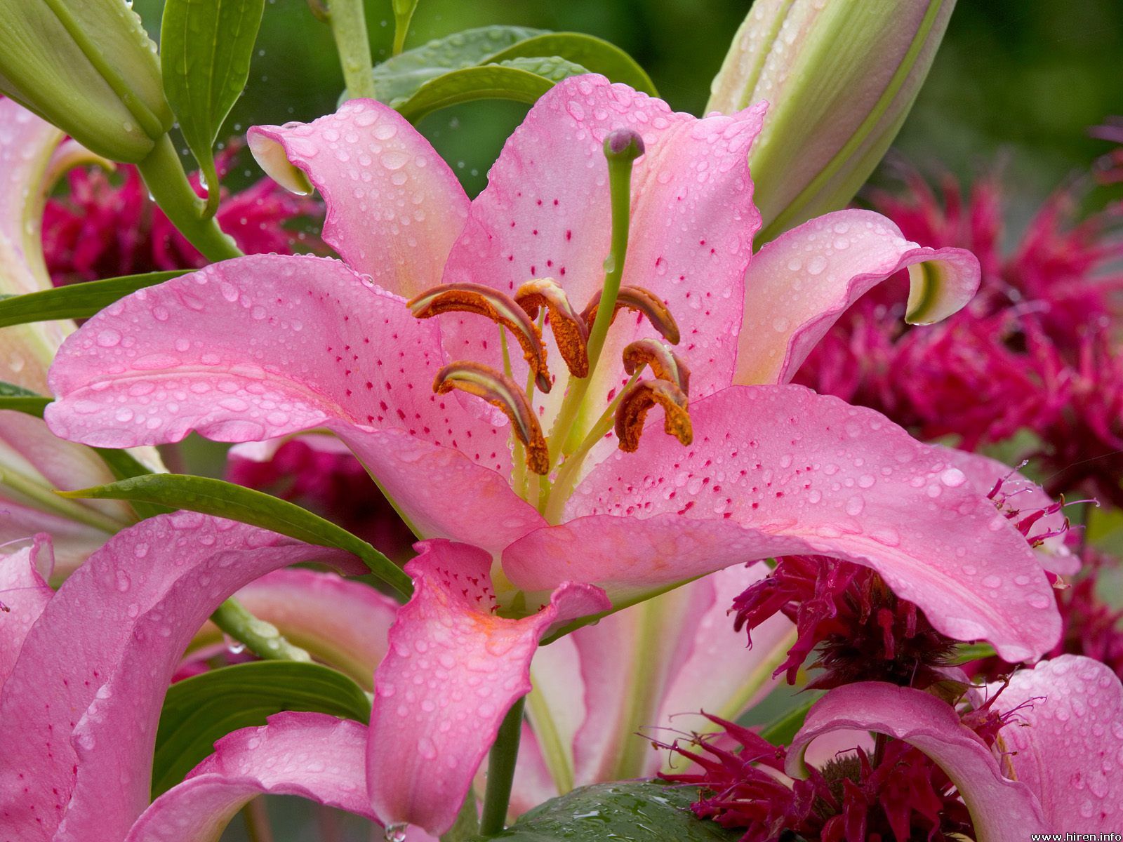 Oriental Lily: