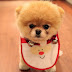 Cute Puppies With Dress Wallpapers