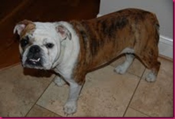 roxxy