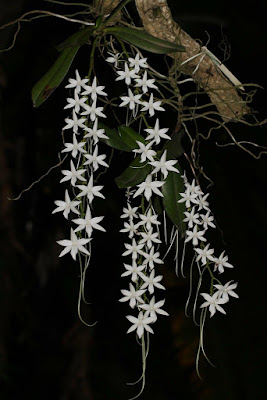 Aerangis articulata orchid plant care and culture