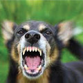 Rabies Terdeteksi di Manggarai Timur 2 Bocah Meregang Nyawa Usai Digigit Anjing