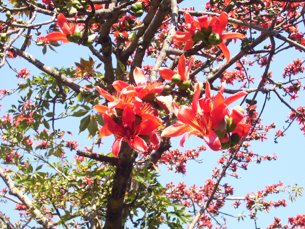 Bunga dari pohon Bombax Ceiba