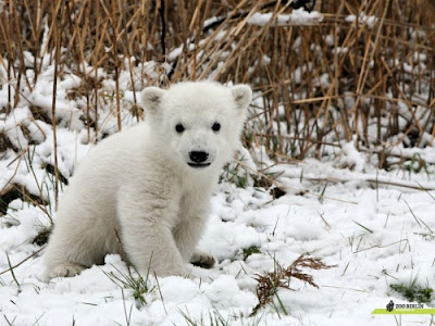 Baby Polar Bears Pictures