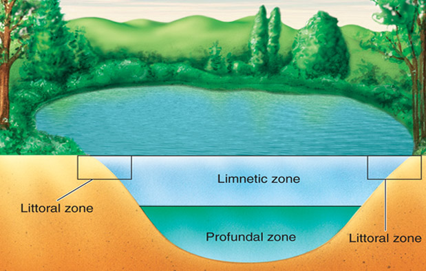 Gambar Ekosistem Zona Pelagik Wilayah Laut Gambar Air di 