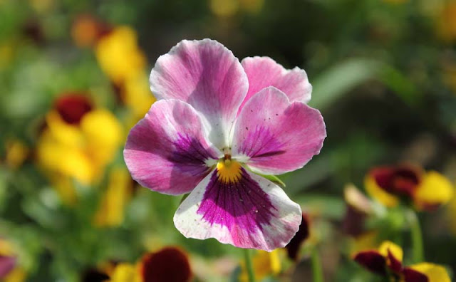 Pansy Flowers Pictures