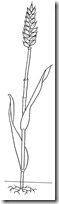 pan blogcolorear (7)