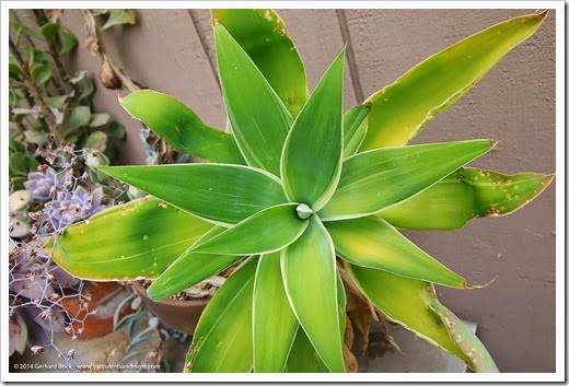 140625_Agave-attenuata-Ray-of-Light_001