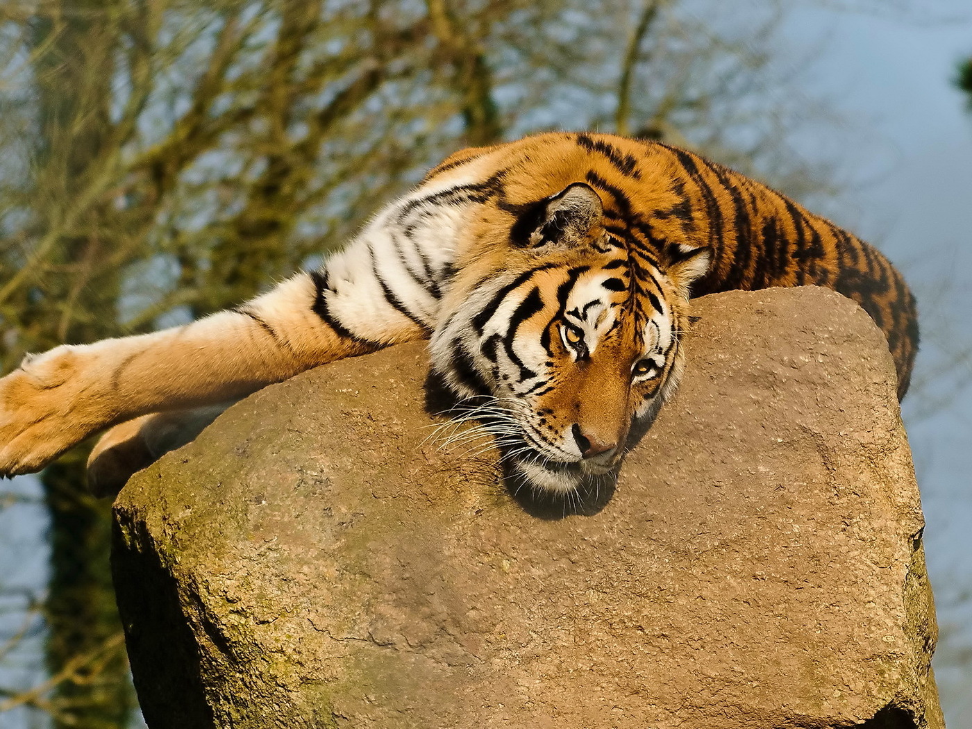 Tiger Lying on Rock HD Wallpaper | HD Nature Wallpapers