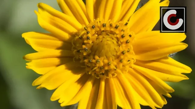 arnica mexicana