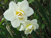 Narcissus 'Cheerfulness'