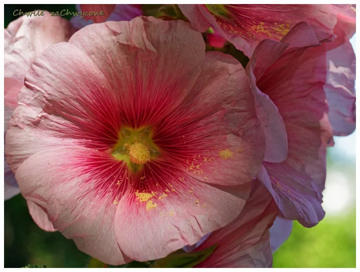 malwa różowa, Alcea rosea, malwa ogrodowa