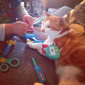 Funny cats - part 88 (40 pics + 10 gifs), cat plays doctor with human kid