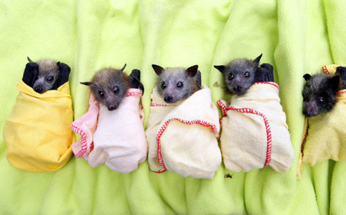 smile: bats in blankets. [via things neatly organized]. Email This BlogThis!