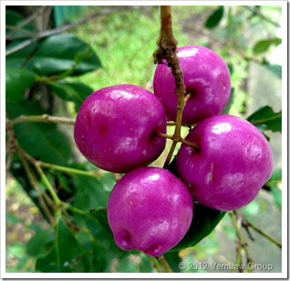 SeedsP1030521