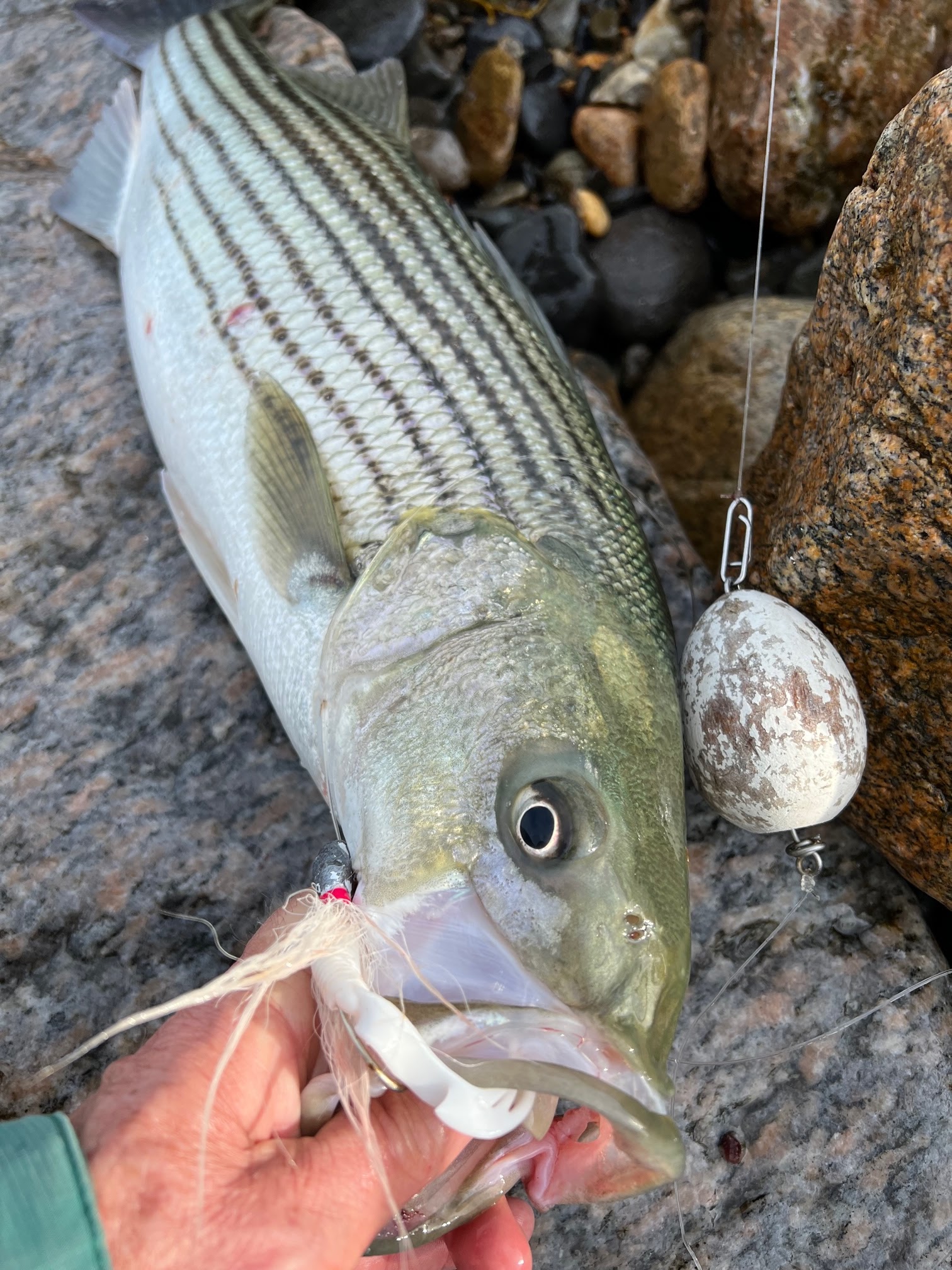 Rhode Island Striped Bass: Float and Jig Scoring in the Rough Water